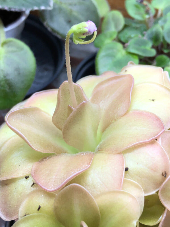 Lire la suite à propos de l’article Promesse de floraison pour Pinguicula ‘Weser’