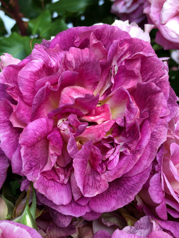 Baptême de la rose 'Agnès b.', rue du Jour, Paris 2ème (75)