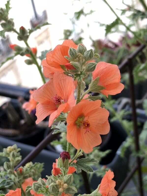 Sphaeralcea ‘Newleaze Coral’ au printemps sur mon balcon parisien, Paris 19e (75)