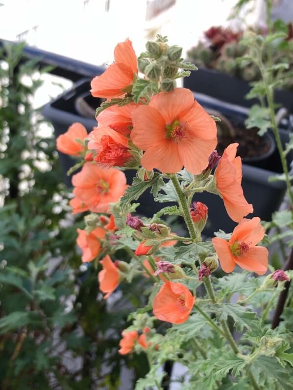 Sphaeralcea ‘Newleaze Coral’ au printemps sur mon balcon parisien, Paris 19e (75)