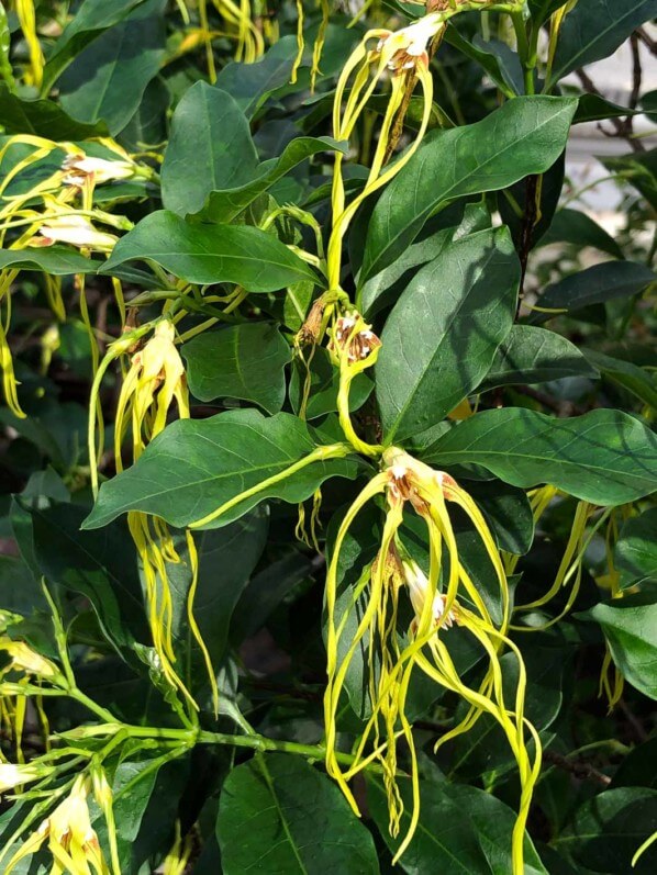 Strophantus dichotomus, Jardin des serres d'Auteuil, Paris 16e (75)