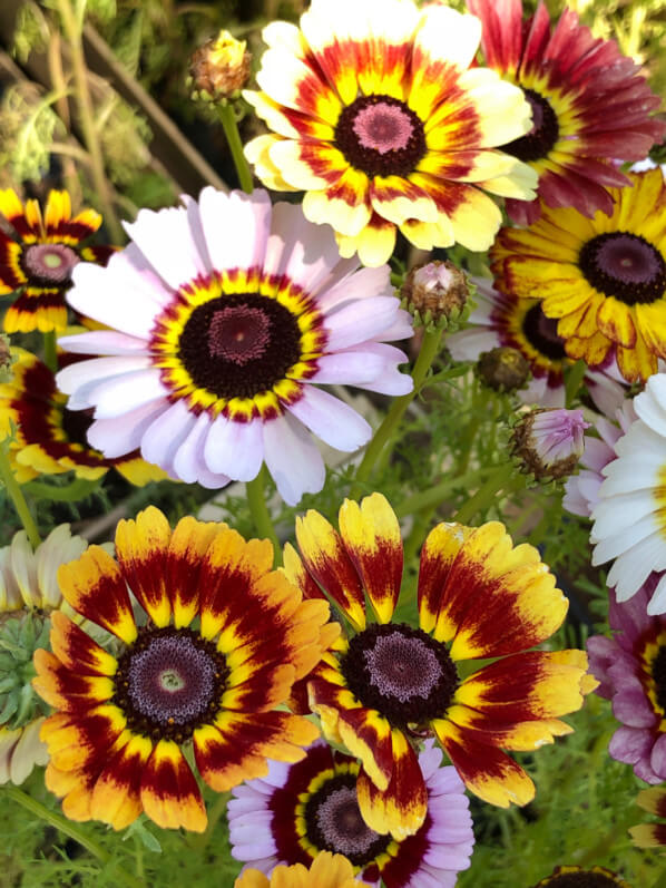 Chrysanthèmes à carène, BiodiversiTerre, place de la République, Paris (75)