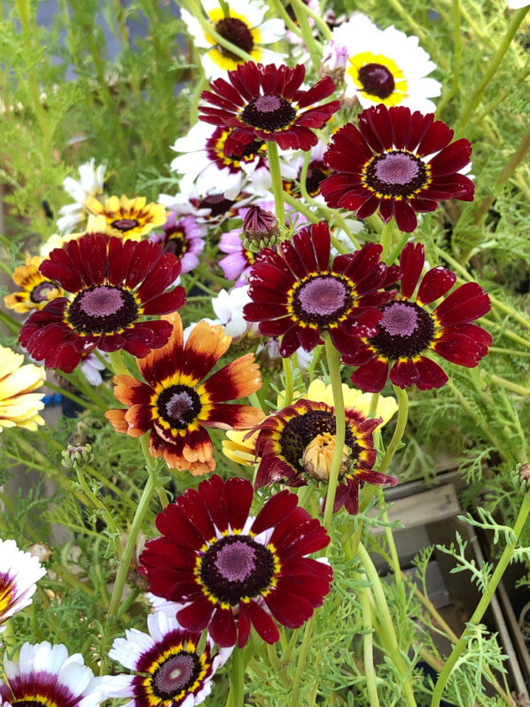 Chrysanthèmes à carène, BiodiversiTerre, place de la République, Paris (75)