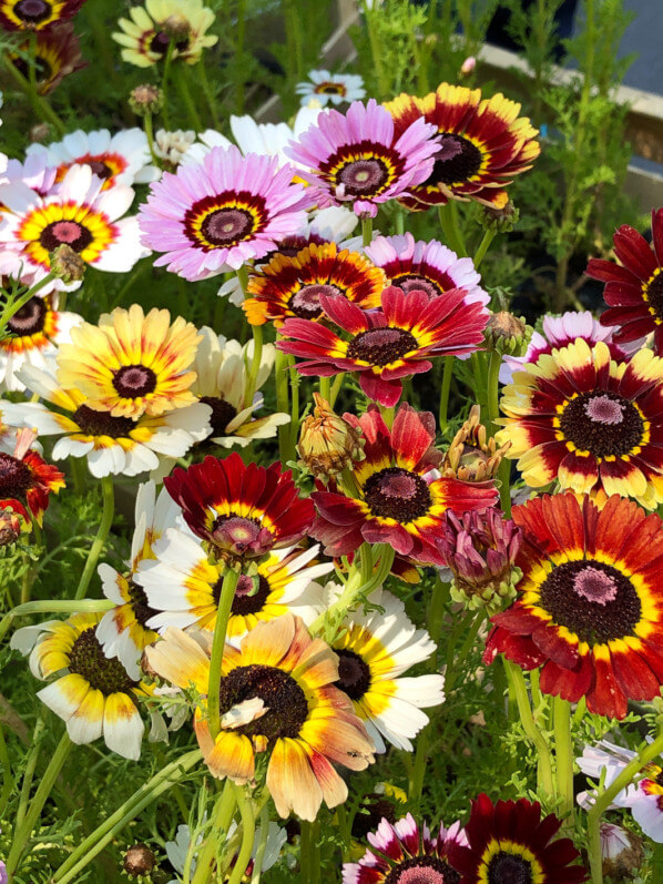 Chrysanthèmes à carène, BiodiversiTerre, place de la République, Paris (75)