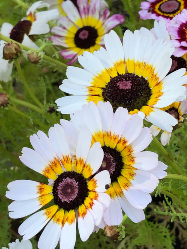 Chrysanthèmes à carène, BiodiversiTerre, place de la République, Paris (75)