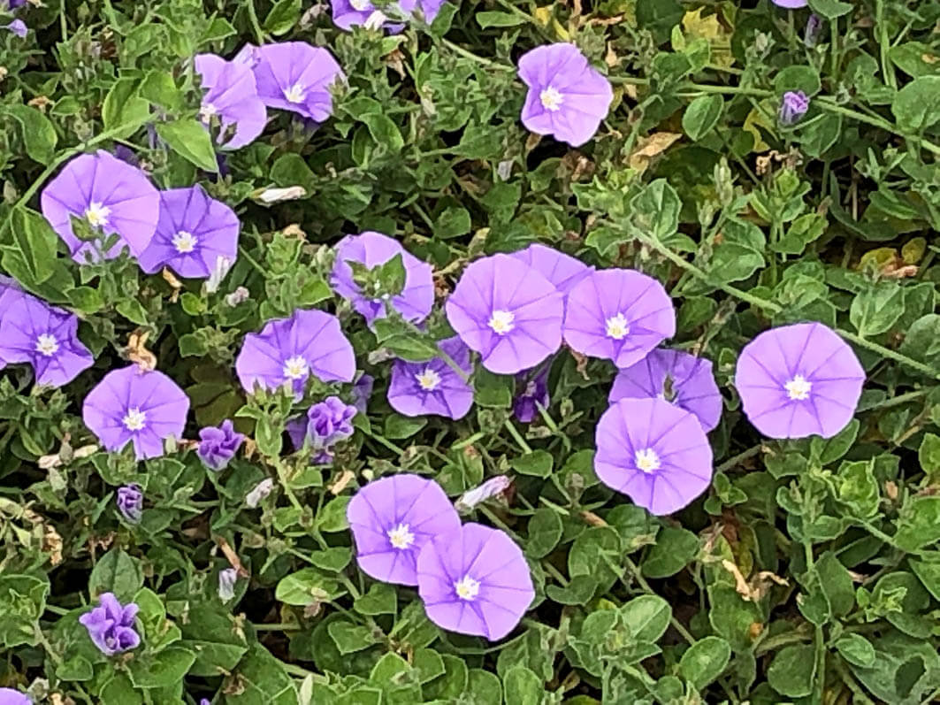 Lire la suite à propos de l’article Liseron de Mauritanie (Convolvulus sabatius)