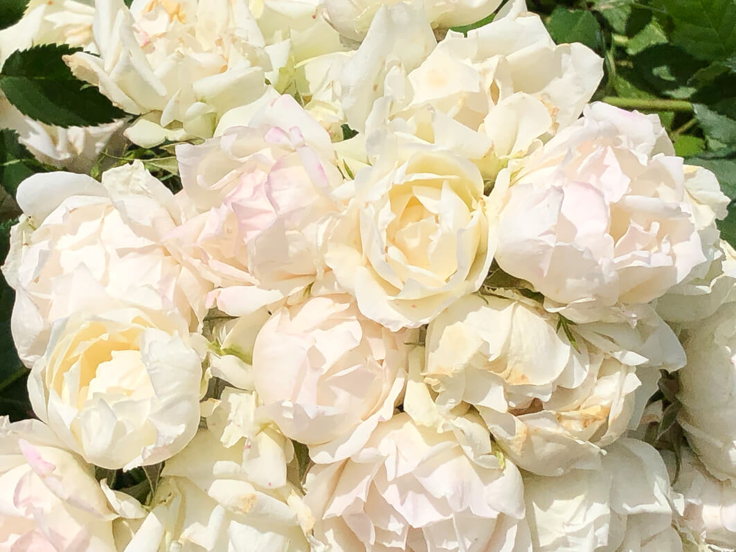 Lire la suite à propos de l’article Rosier paysage ‘Crème Chantilly’ (création Meilland)