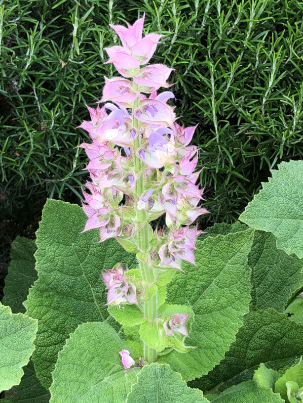 Sauge sclarée (Salvia sclarea), Lamiacées, au printemps dans le Jardin des Plantes de Paris, Paris 5e (75)