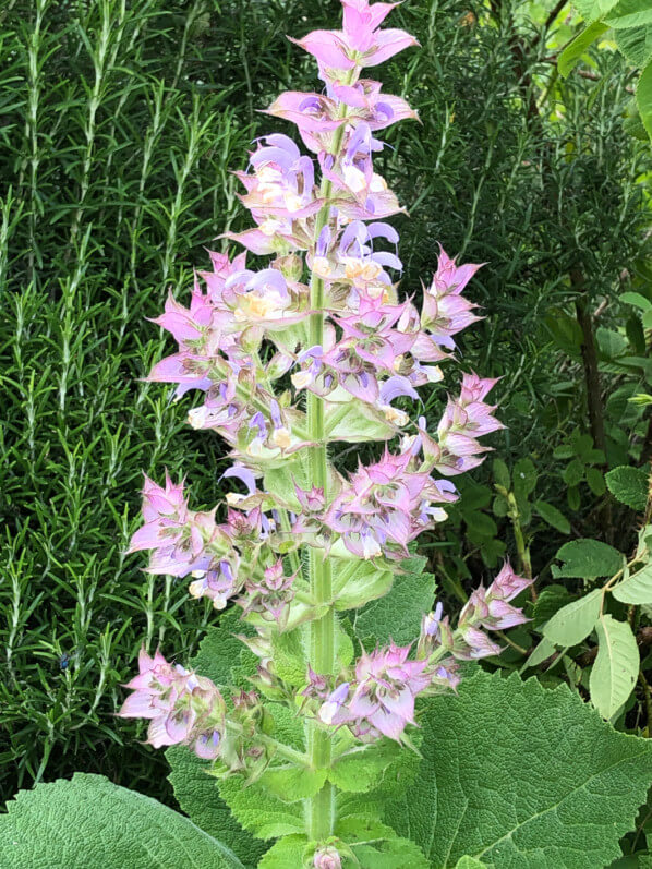 Sauge sclarée (Salvia sclarea), Lamiacées, au printemps dans le Jardin des Plantes de Paris, Paris 5e (75)