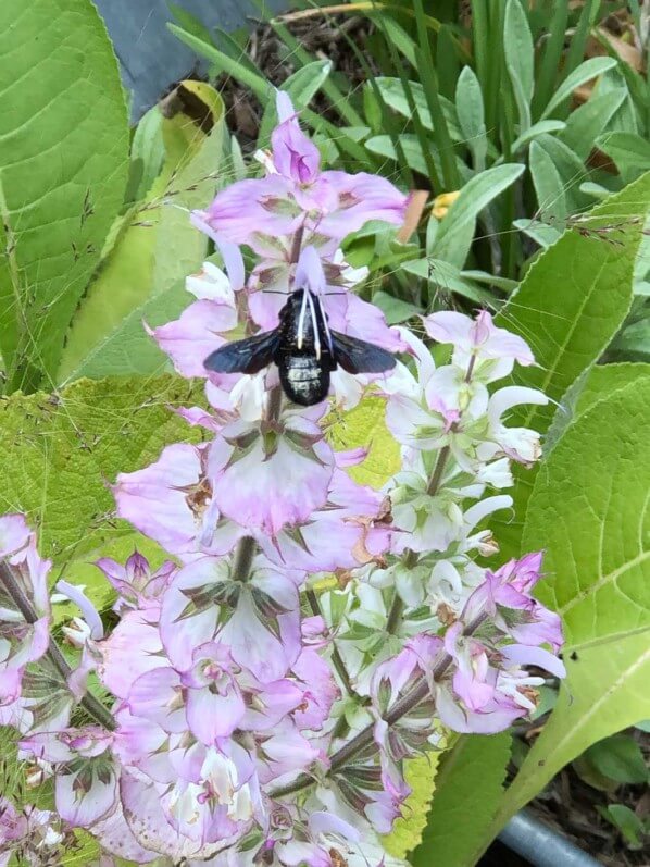 Lire la suite à propos de l’article Xylocope violet butinant les fleurs d’une sauge sclarée