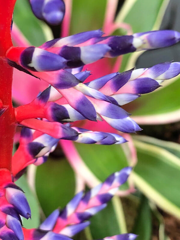 Aechmea 'Del Mar', bractées, Broméliacées, Hampton Court Palace Flower Show, Hampton Court (UK)