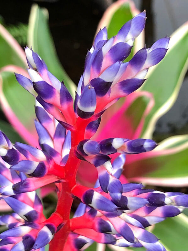 Aechmea 'Del Mar', bractées, Broméliacées, Hampton Court Palace Flower Show, Hampton Court (UK)