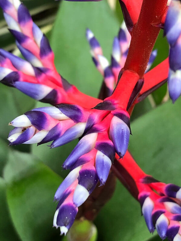 Aechmea 'Del Mar', bractées, Broméliacées, Hampton Court Palace Flower Show, Hampton Court (UK)