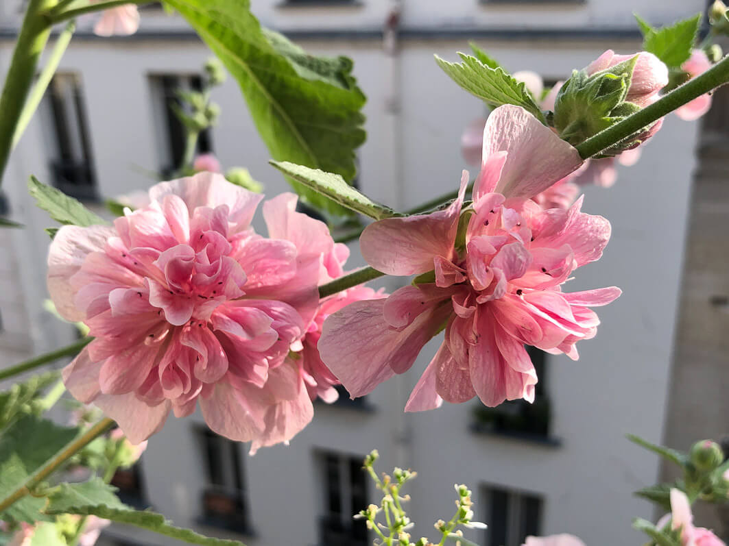 https://www.pariscotejardin.fr/wp-content/uploads/2019/07/Alcathea_suffrutescens_Parkfrieden_Malvaceae_balcon_Paris_ete_juillet_2019_2.jpg