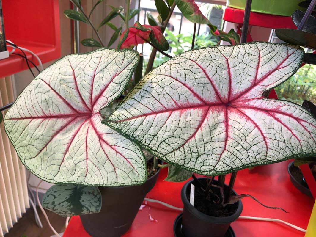 Lire la suite à propos de l’article Mes caladiums