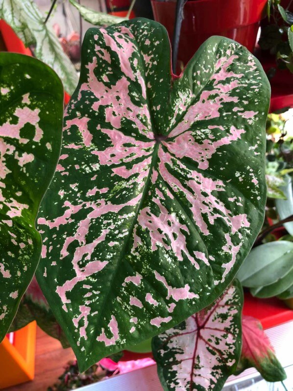 Caladium 'Fancy Leaf Elise', Araceae, plante d'intérieur, feuillage décoratif, Paris 19e (75)
