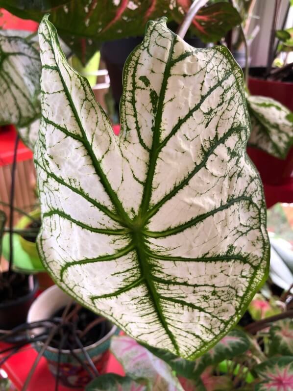 Caladium 'White Christmas', Araceae, plante d'intérieur, feuillage décoratif, Paris 19e (75)