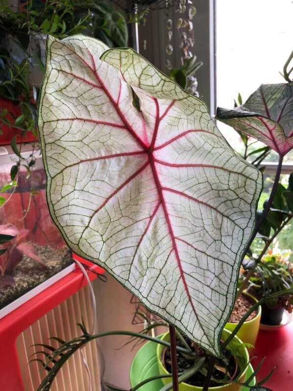 Caladium 'White Queen', Araceae, plante d'intérieur, feuillage décoratif, Paris 19e (75)