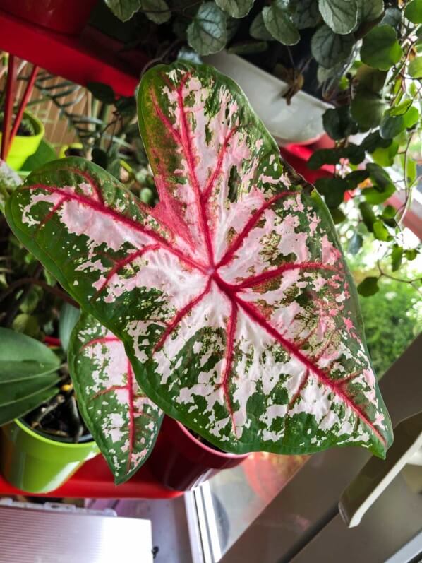 Caladium 'Carolyn Whorton', Araceae, plante d'intérieur, feuillage décoratif, Paris 19e (75)