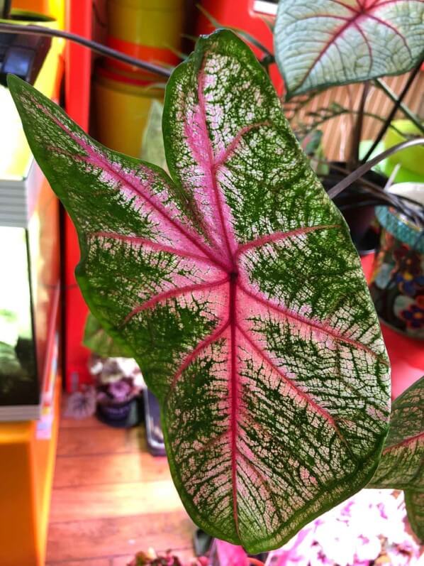 Caladium 'Fannie Munson', Araceae, plante d'intérieur, feuillage décoratif, Paris 19e (75)