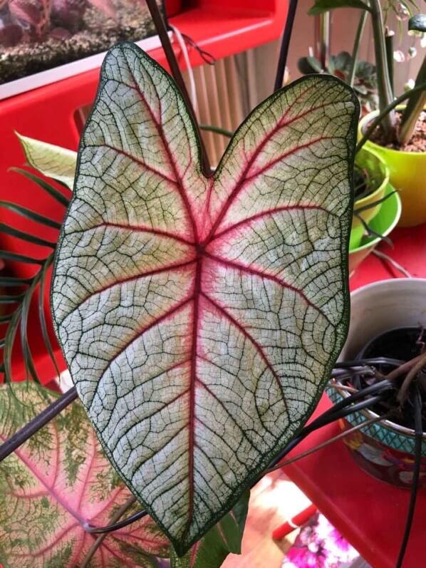 Caladium 'White Queen', Araceae, plante d'intérieur, feuillage décoratif, Paris 19e (75)