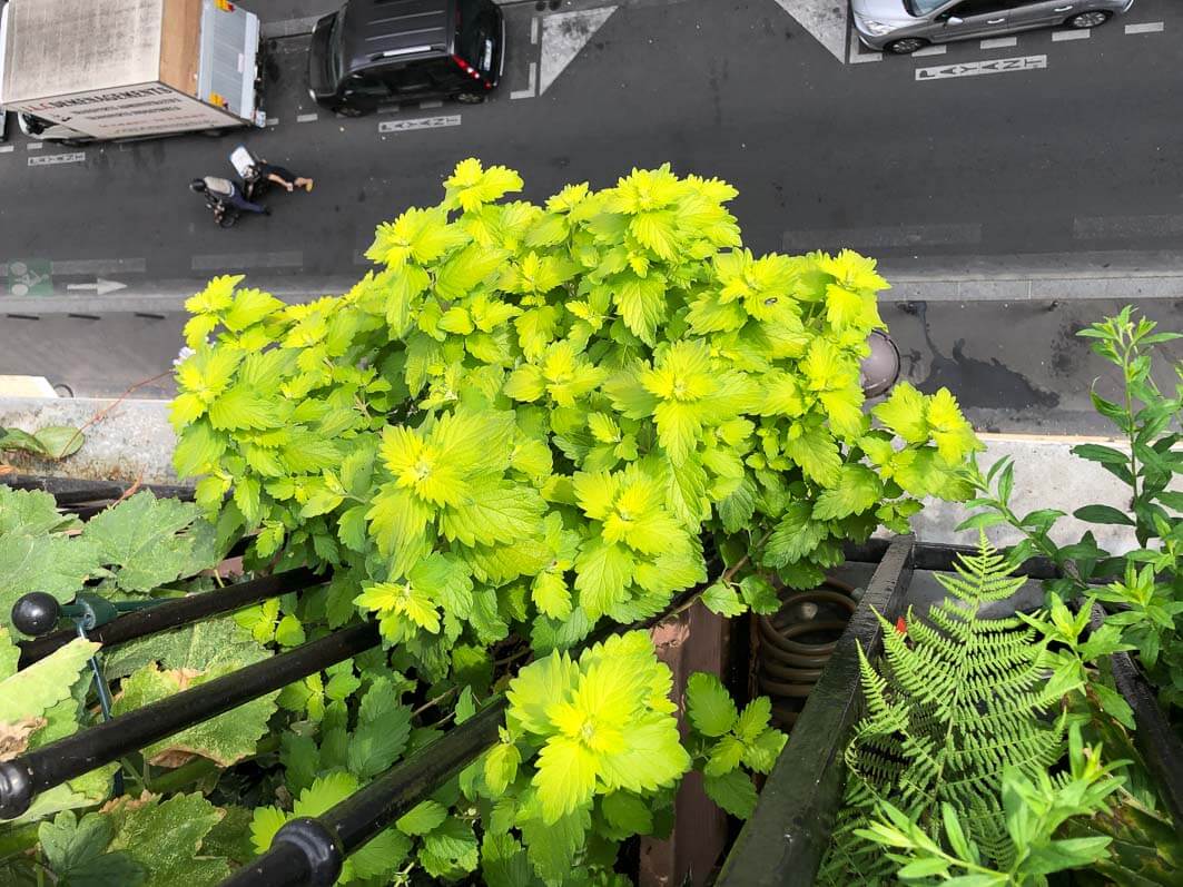 Lire la suite à propos de l’article Le jaune lumineux du Caryopteris x clandonensis ‘Good as Gold’