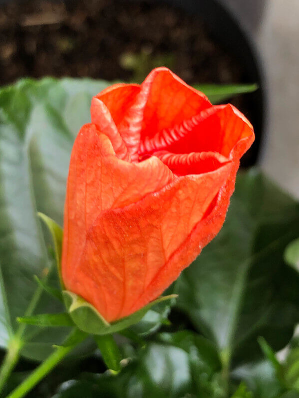 Bouton floral de l'Hibiscus x rosa-sinensis 'Torino' en été sur mon balcon parisien, Paris 19e (75)