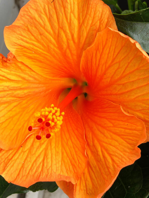 Fleur de l'Hibiscus x rosa-sinensis 'Torino' en été sur mon balcon parisien, Paris 19e (75)