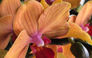 Phalaenopsis hybride, orchidée, Orchidacées, plante d'intérieur, Paris 19e (75)