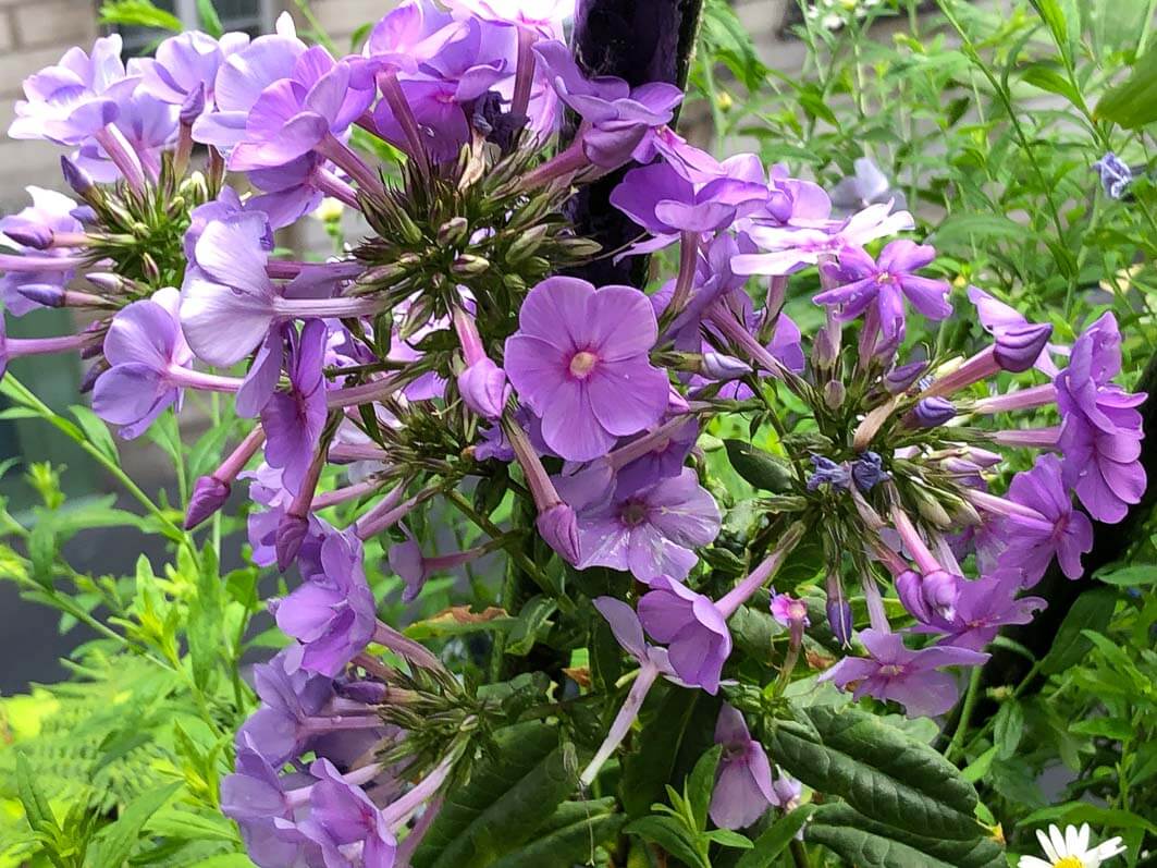 Lire la suite à propos de l’article Phlox paniculata ‘Sweet Summer Ocean’