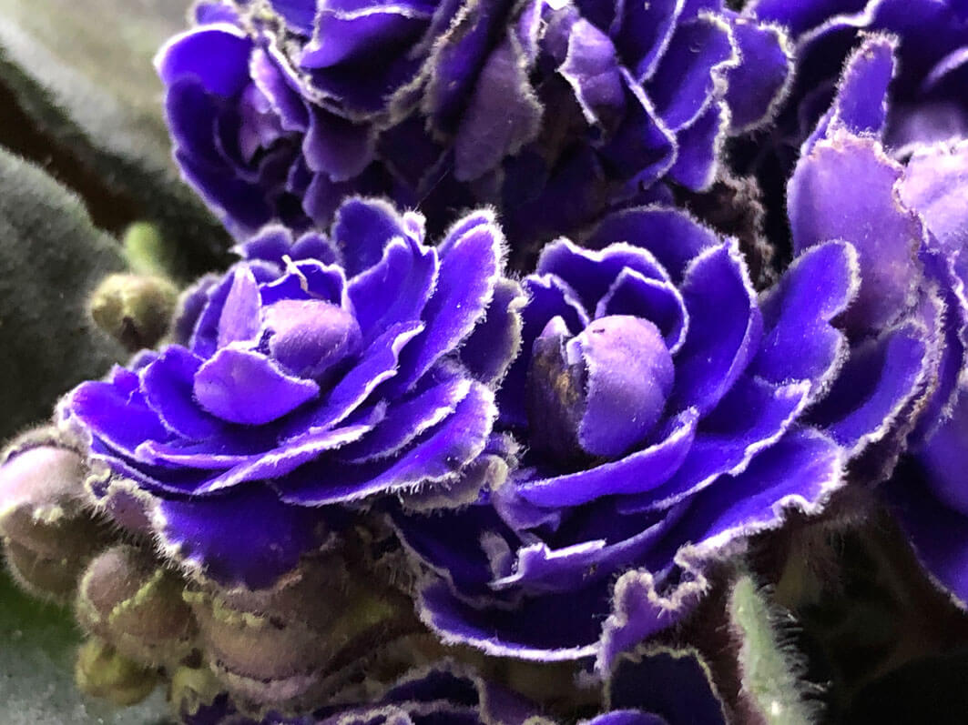 Lire la suite à propos de l’article Superbe saintpaulia à fleurs doubles trouvé à petit prix