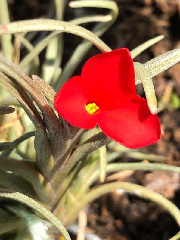 Lire la suite à propos de l’article Nouvelle floraison de Tillandsia albertiana
