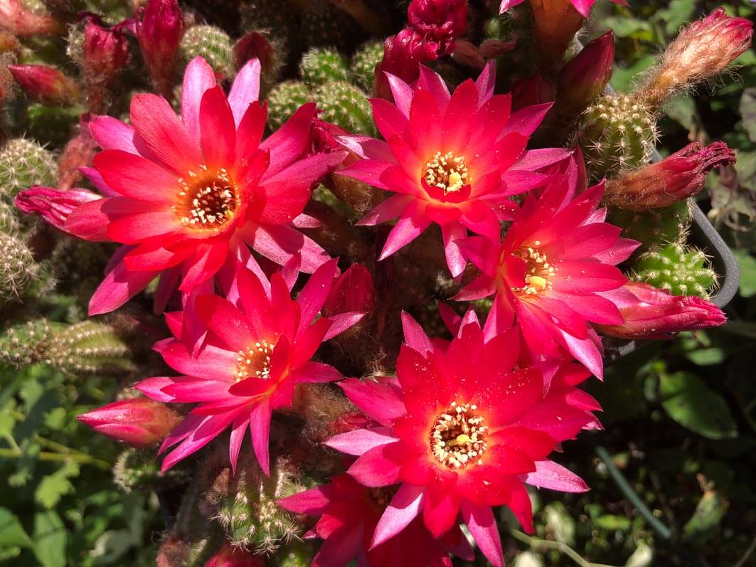 Lire la suite à propos de l’article Toujours plus de fleurs pour mon Chamaelobivia ‘El Gigante’