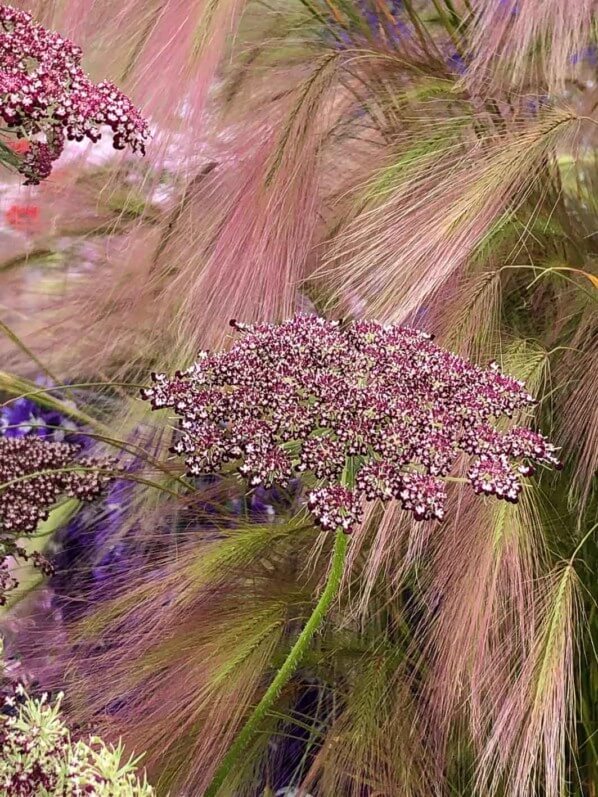 Orge à crinière (Hordeum jubatum) et carotte (Daucus carota), Hampton Court Palace Flower Show, Hampton Court (UK), 2 juillet 2019, photo Alain Delavie