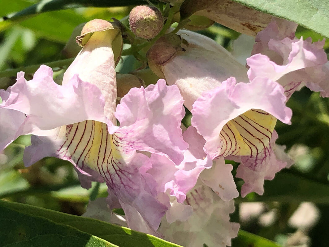 Lire la suite à propos de l’article Les belles fleurs du Chitalpa