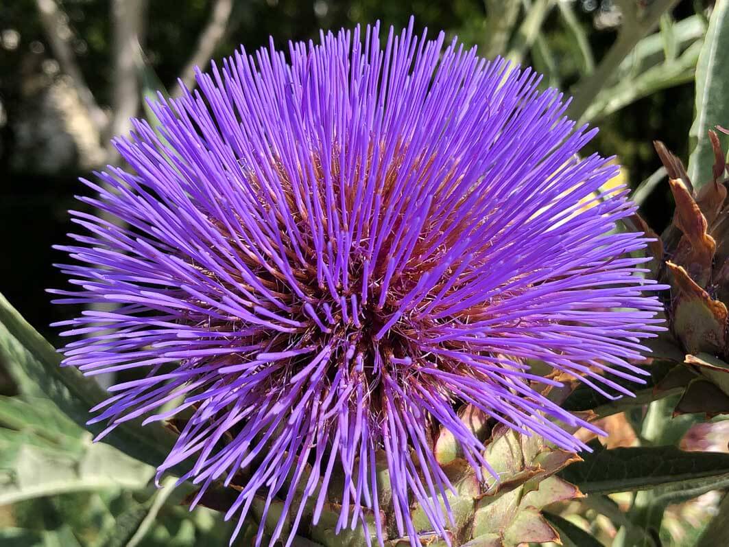 Lire la suite à propos de l’article La floraison spectaculaire des cardons et artichauts