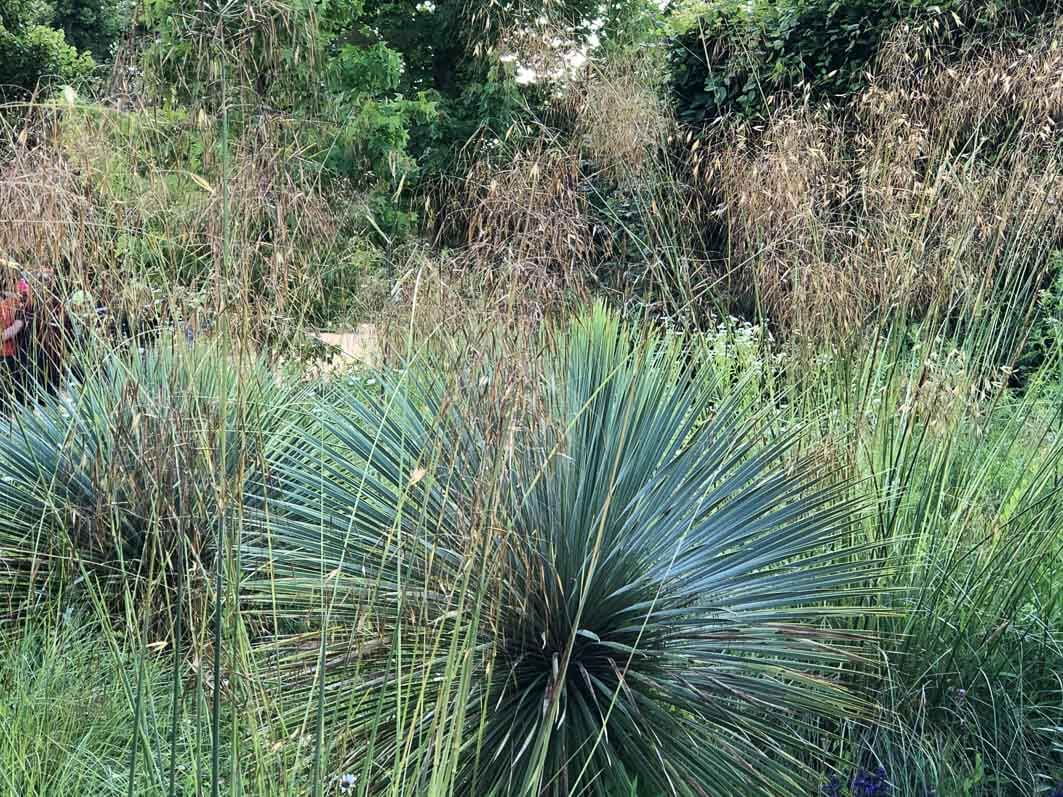 Lire la suite à propos de l’article Duo de yucca et de stipe géante pour jardin sec et ensoleillé