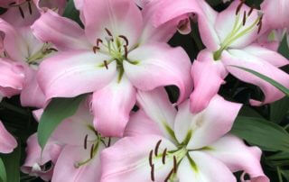 Lis, Lilium 'Pink Mist', Harts Nursery, Hampton Court Palace Flower Show, Hampton Court (UK)