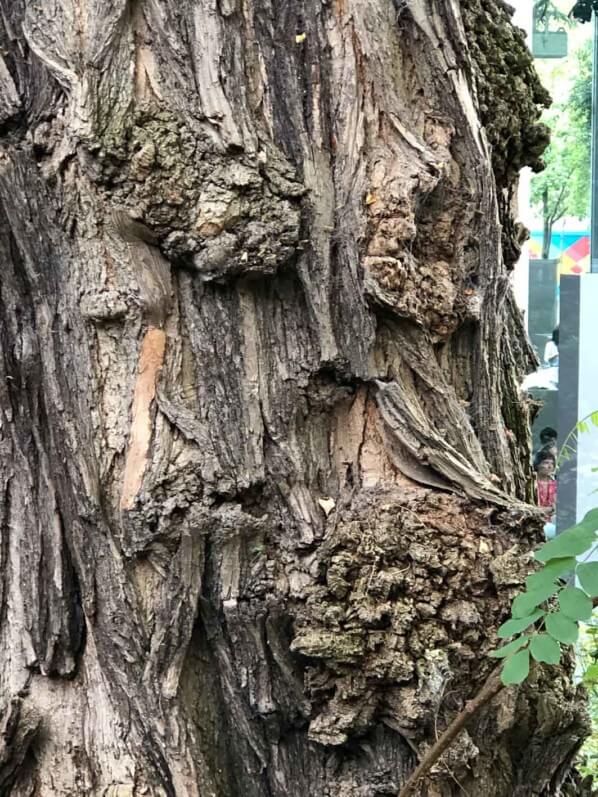 Lire la suite à propos de l’article La drôle de gueule de l’acacia