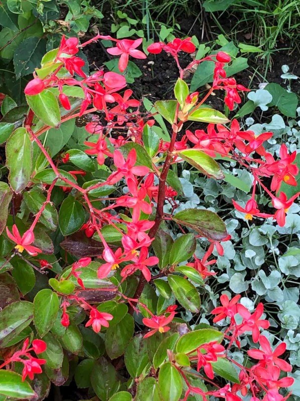 Lire la suite à propos de l’article Begonia fuchsioides ‘Vésuve’, parfait pour les potées et massifs d’été