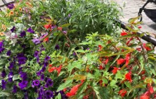 Jardinières d'été très fleuries, Annecy (74)
