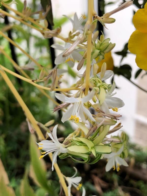 Lire la suite à propos de l’article La délicate floraison de la phalangère (Chlorophytum)