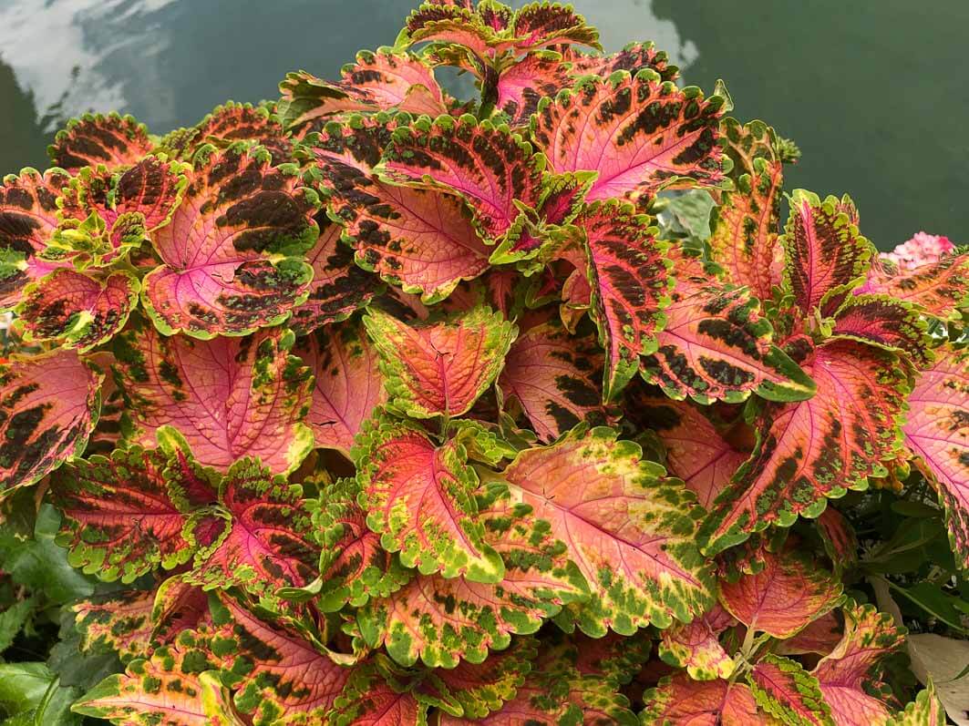 Lire la suite à propos de l’article Quelques feuillages pour décorer les potées, jardinières et massifs en été