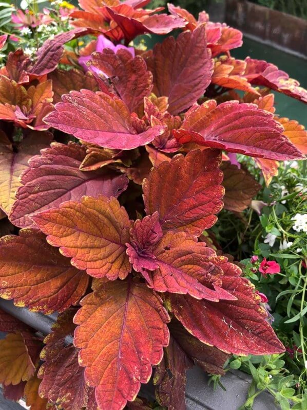 Coleus (Solenostemon), Annecy (74)