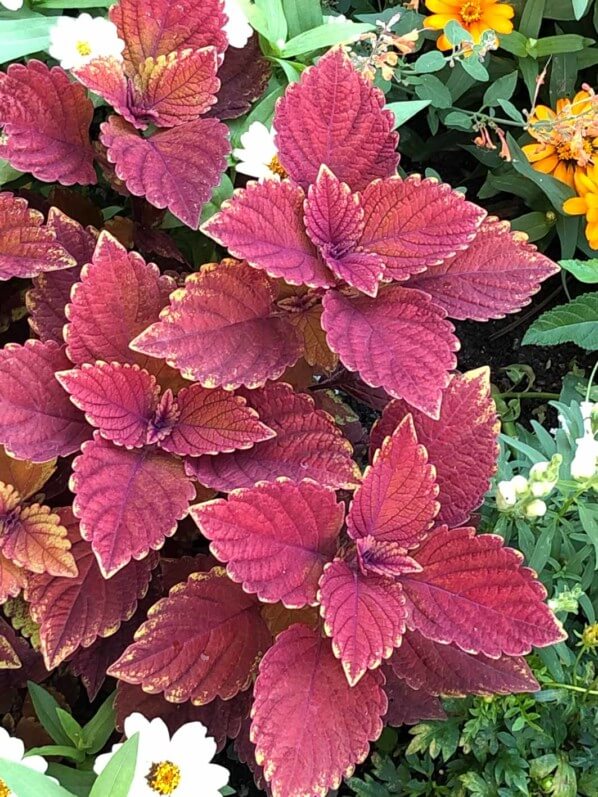 Coleus (Solenostemon), Annecy (74)