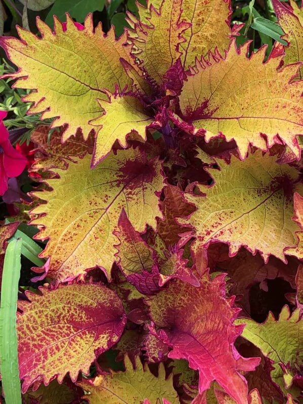 Coleus (Solenostemon) 'Helena', École du Breuil, Paris 12e (75)