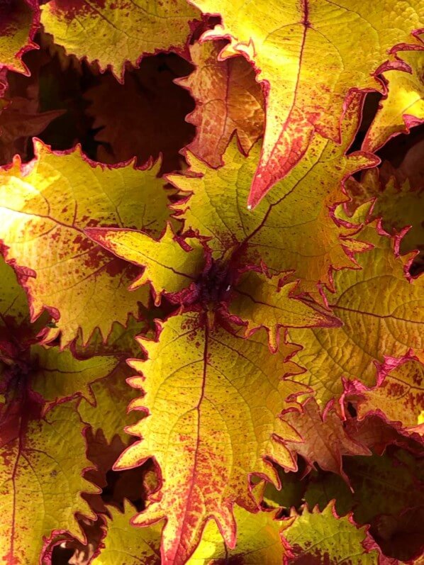 Coleus (Solenostemon) 'Helena', École du Breuil, Paris 12e (75)