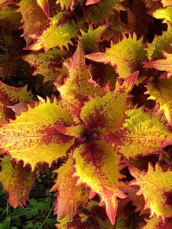 Coleus (Solenostemon) 'Helena', École du Breuil, Paris 12e (75)