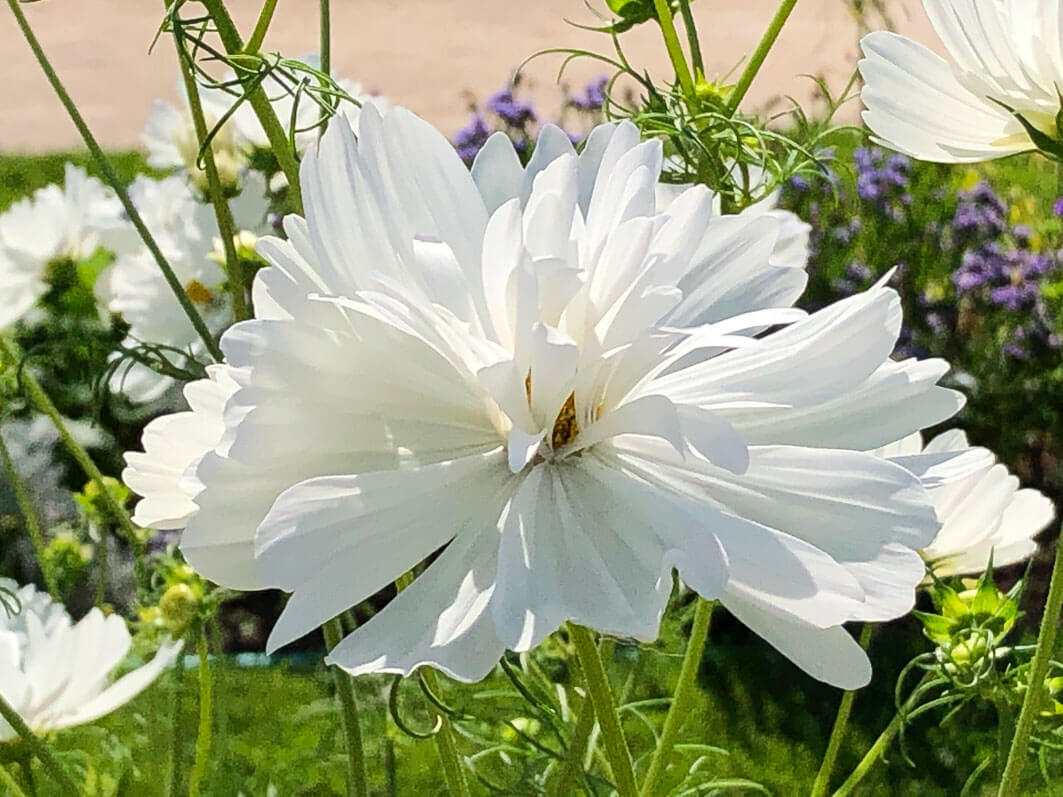 Cosmos bipinnatus 'Fizzy White' en été dans le Jardin des plantes, Paris 5e (75)