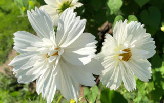 Cosmos bipinnatus 'Fizzy White' en été dans le Jardin des plantes, Paris 5e (75)